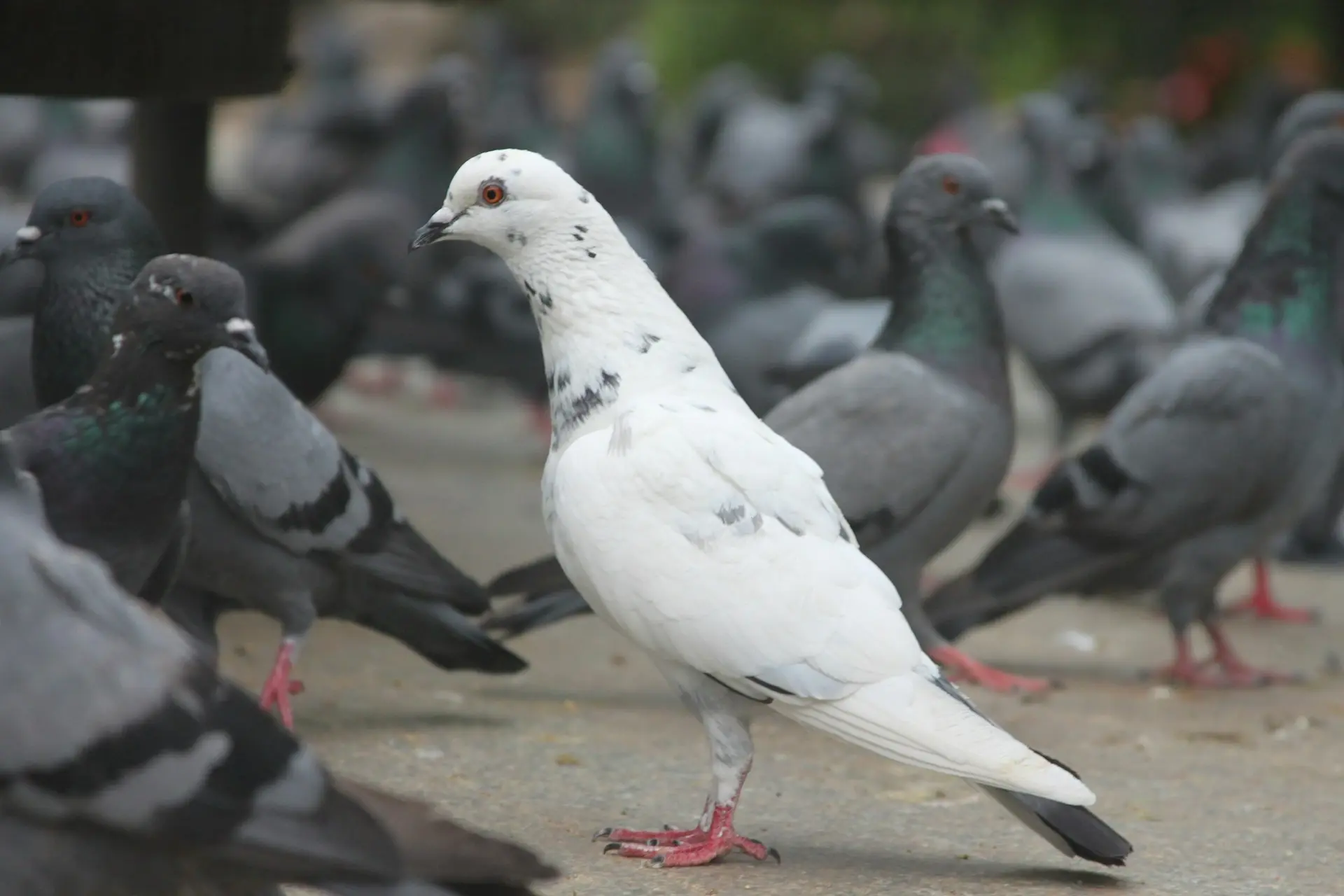 Levraifermier Pigeon braisé de la ferme d'akékoi