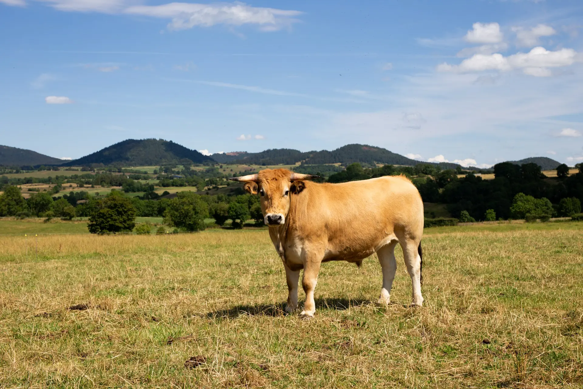 Levraifermier Bœuf élevage de la ferme d'akékoi