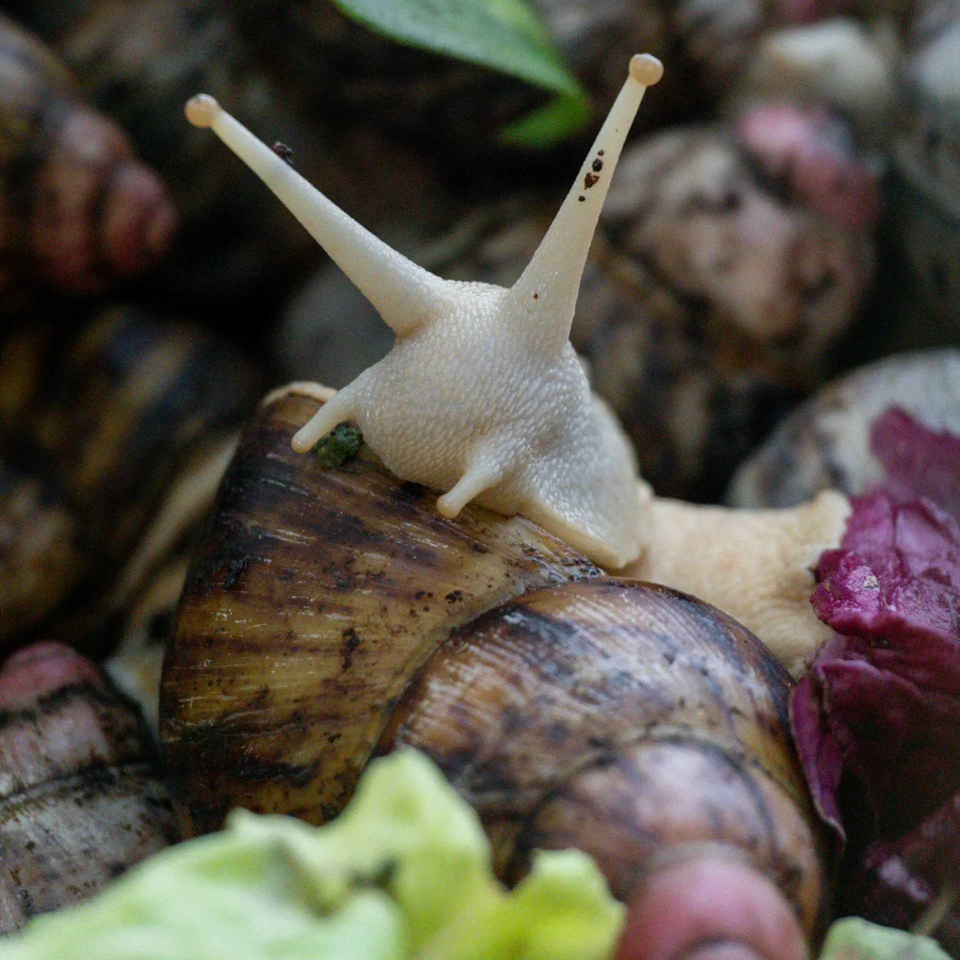 Levraifermier Escargot de la ferme d'akékoi
