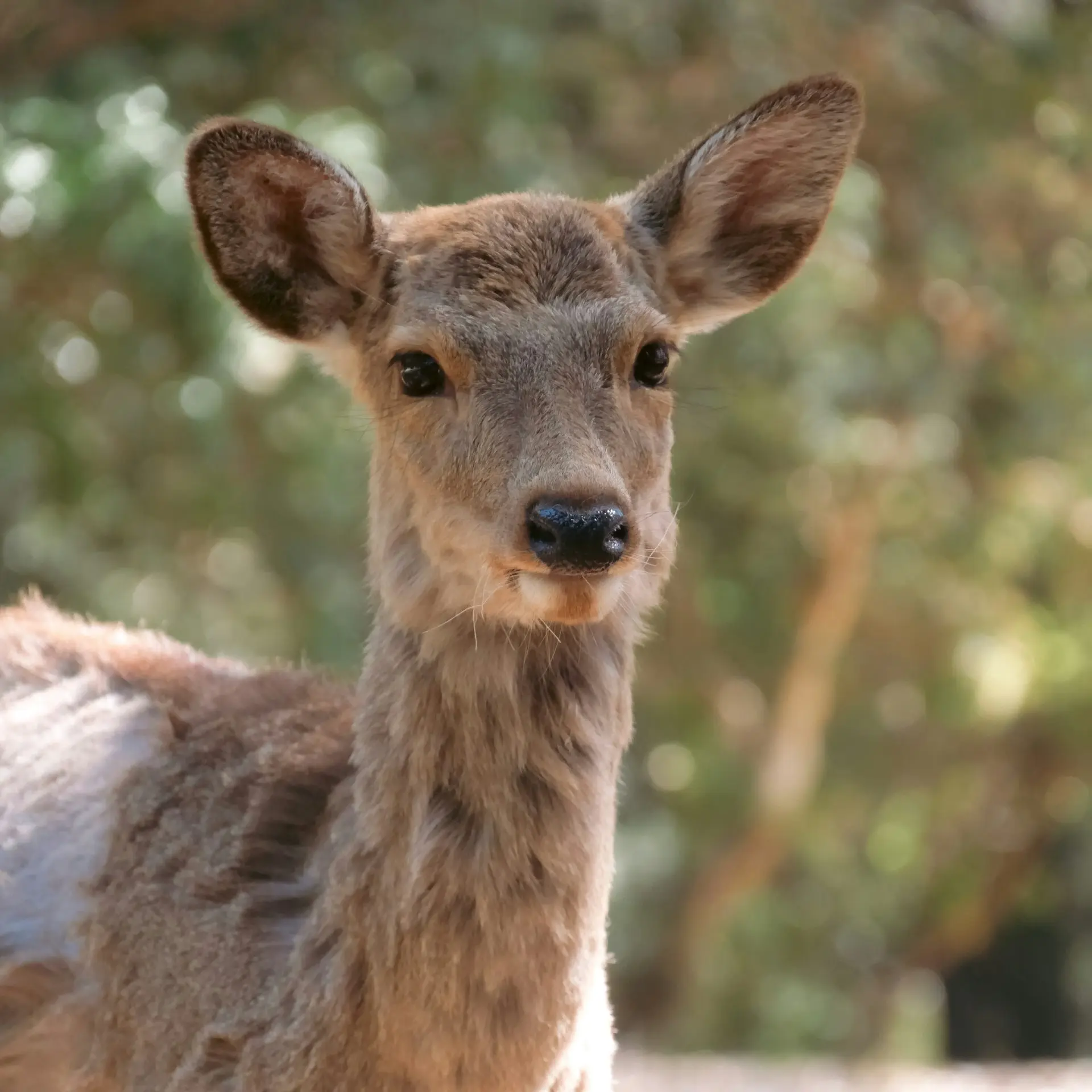 BICHE élevage de la ferme d'akékoi Levraifermier Levraifermier BICHE élevage de la ferme d'akékoi