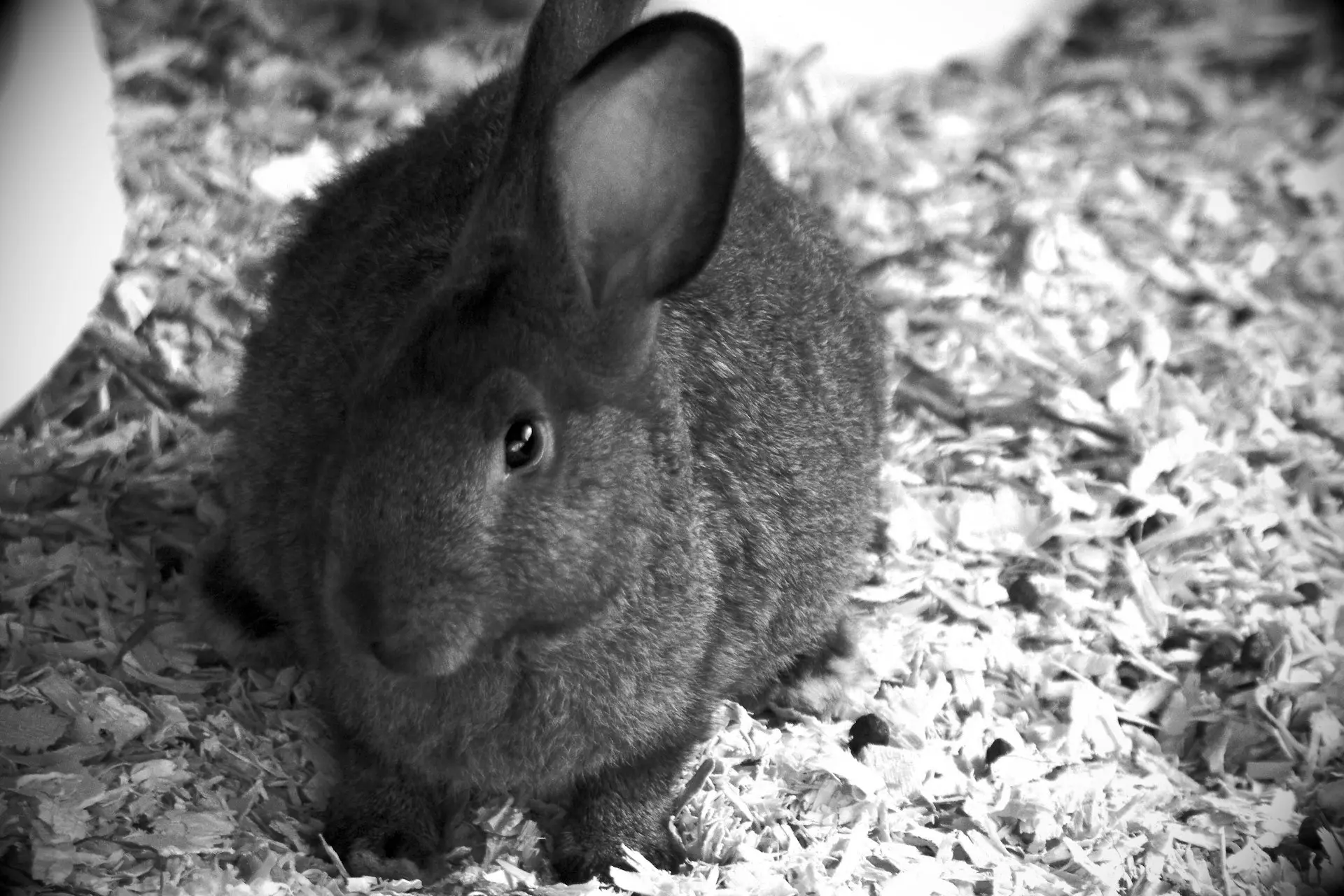 a black and white photo of a rabbit