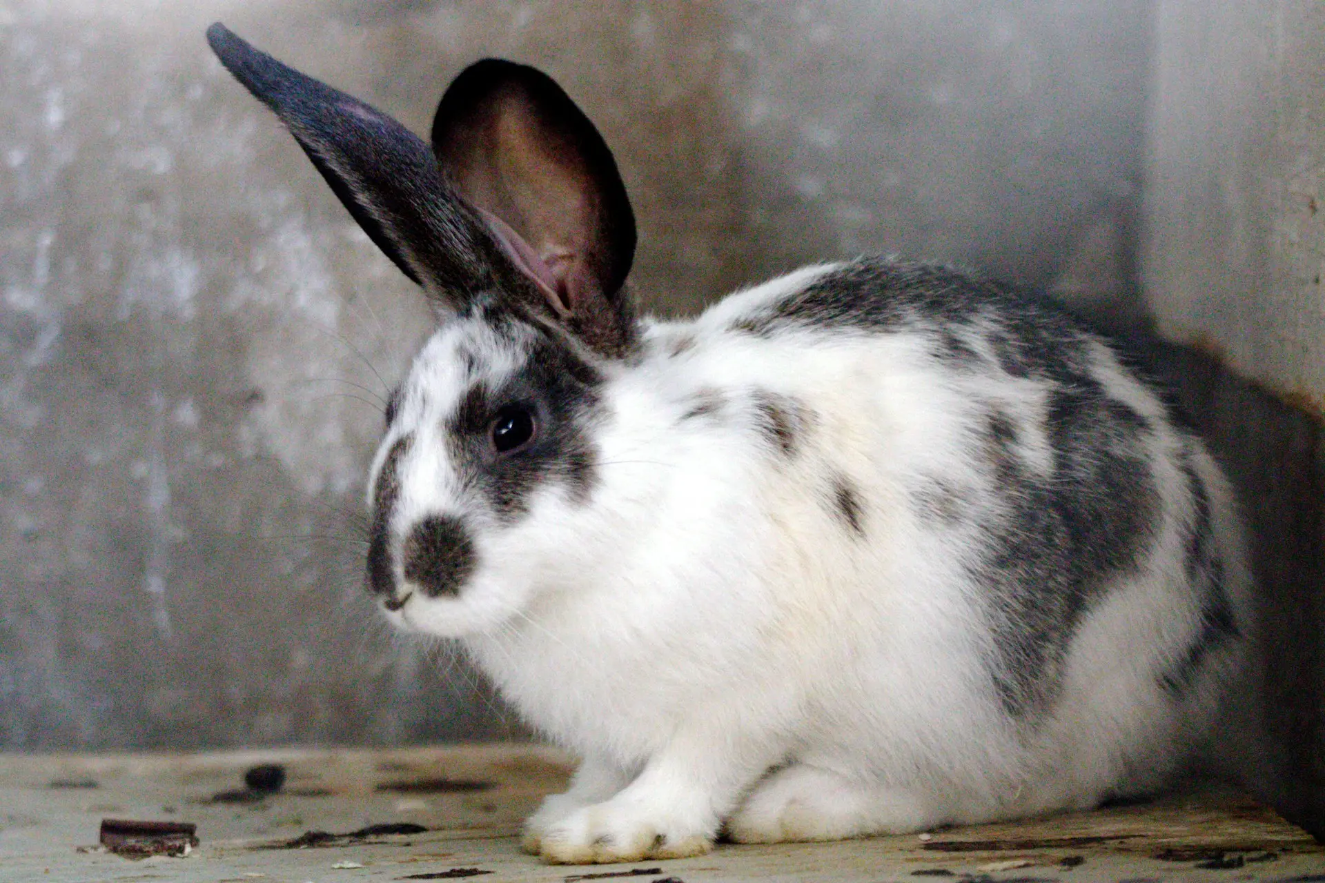 Lapin élevage de la ferme d'akékoi Levraifermier Levraifermier Lapin élevage de la ferme d'akékoi