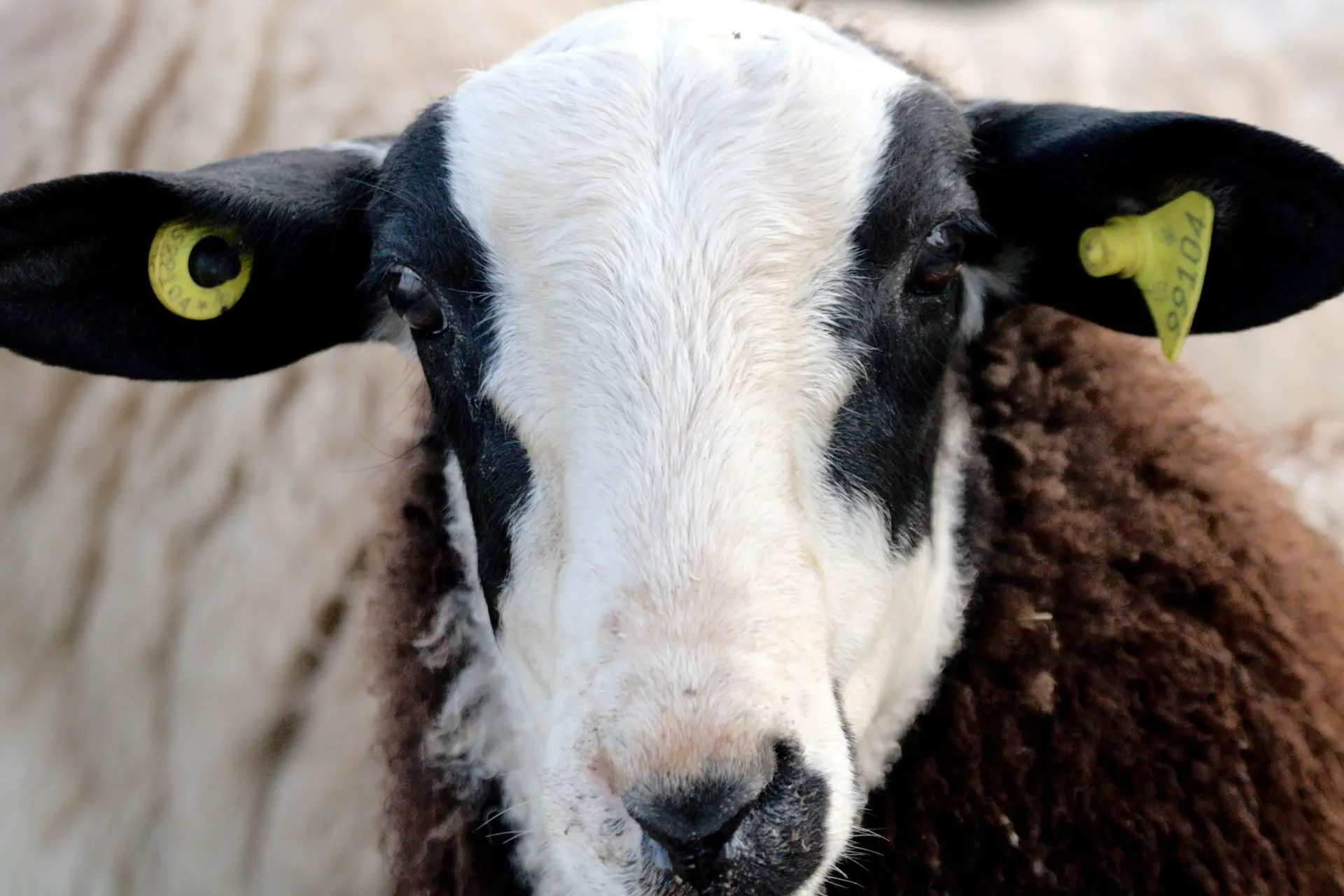 Levraifermier Mouton élevage de la ferme d'akékoi