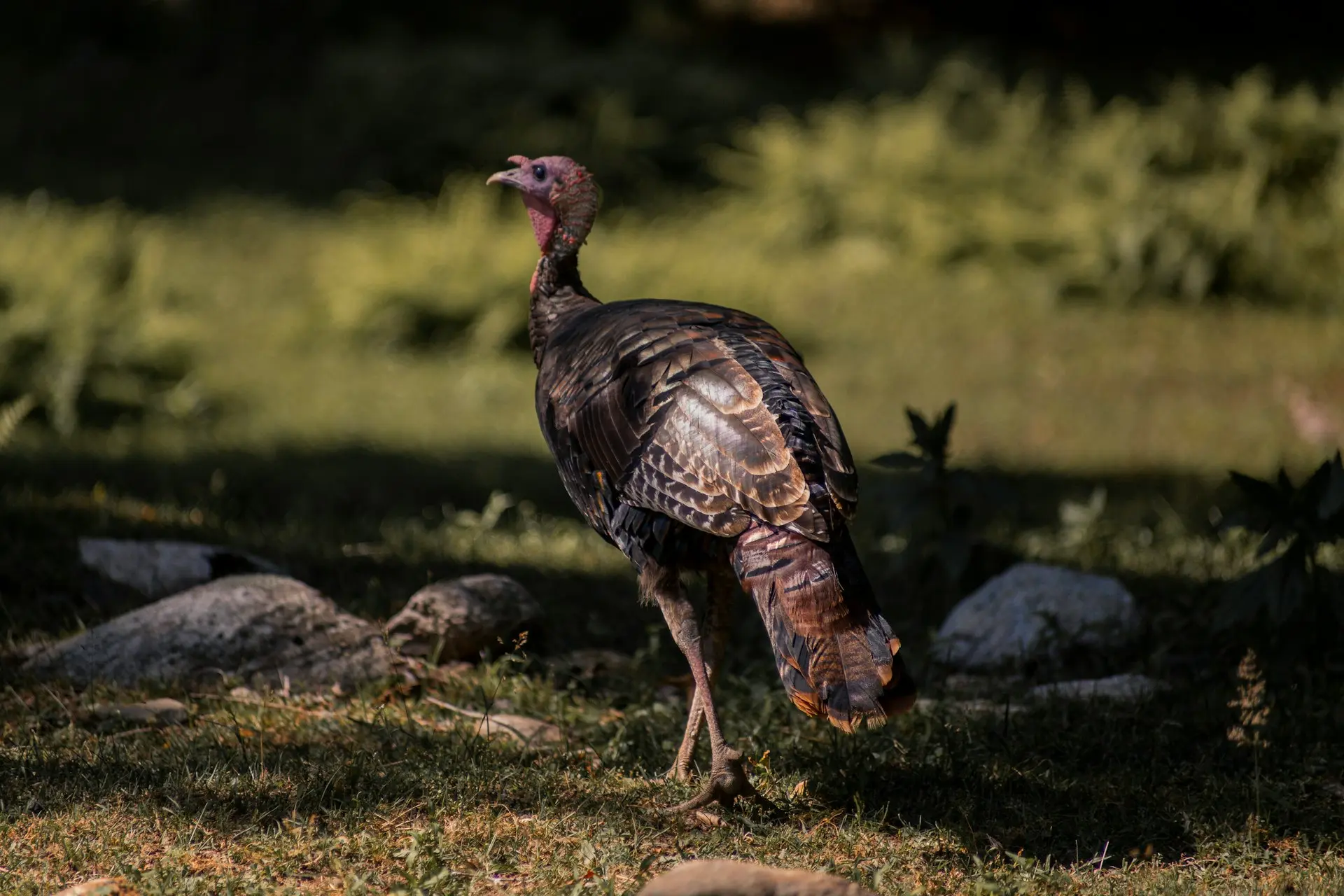 Levraifermier Dinde élevage de la ferme d'akékoi