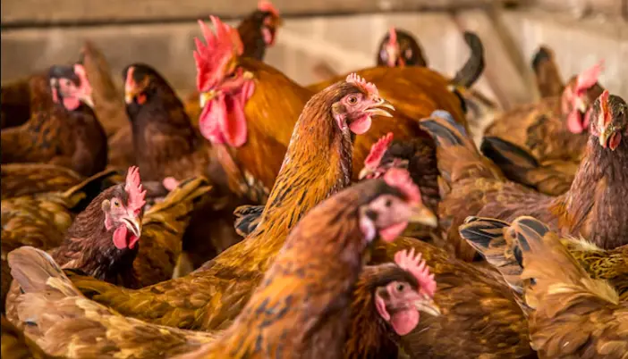 Poulet pondeuse élevage de la ferme d'akékoi Levraifermier Levraifermier poulet pondeuse élevage de la ferme d'akékoi
