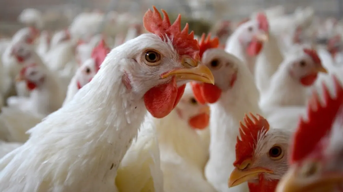 Levraifermier poulet pondeuse élevage de la ferme d'akékoi