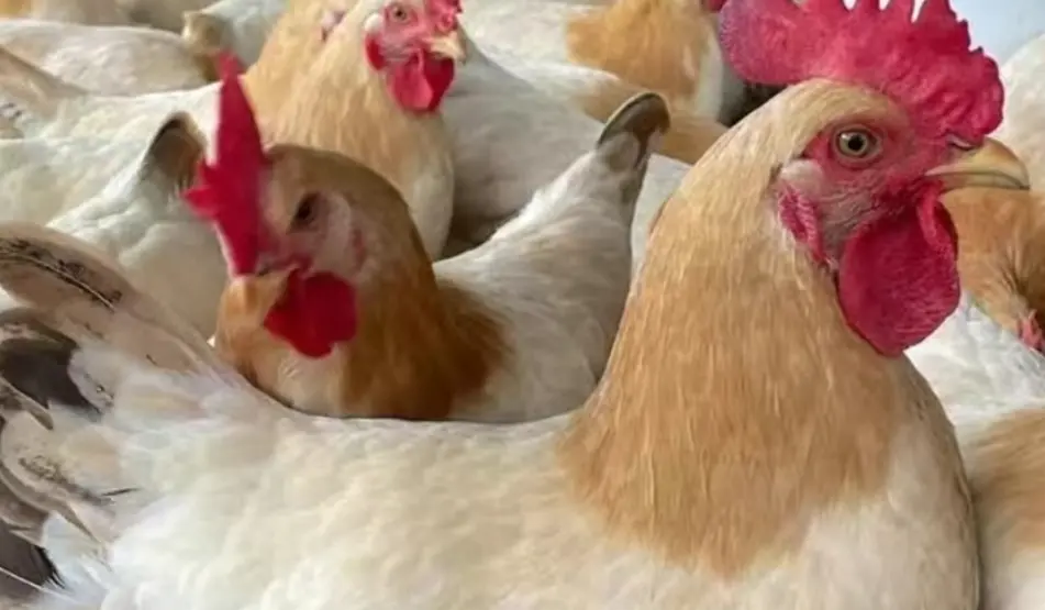 Poulet pondeuse élevage de la ferme d'akékoi Levraifermier Levraifermier poulet pondeuse élevage de la ferme d'akékoi