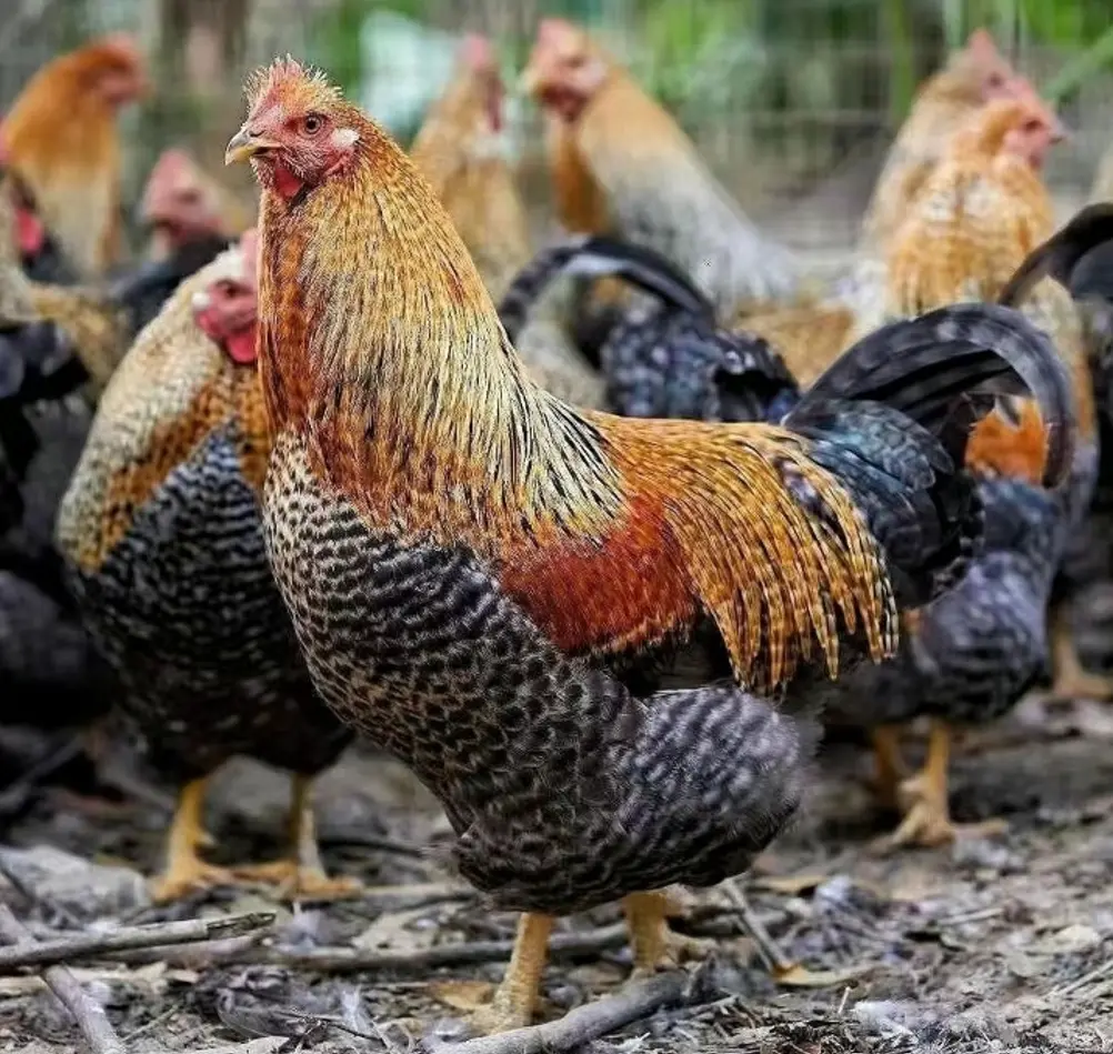 Poulet pondeuse élevage de la ferme d'akékoi Levraifermier Levraifermier poulet pondeuse élevage de la ferme d'akékoi