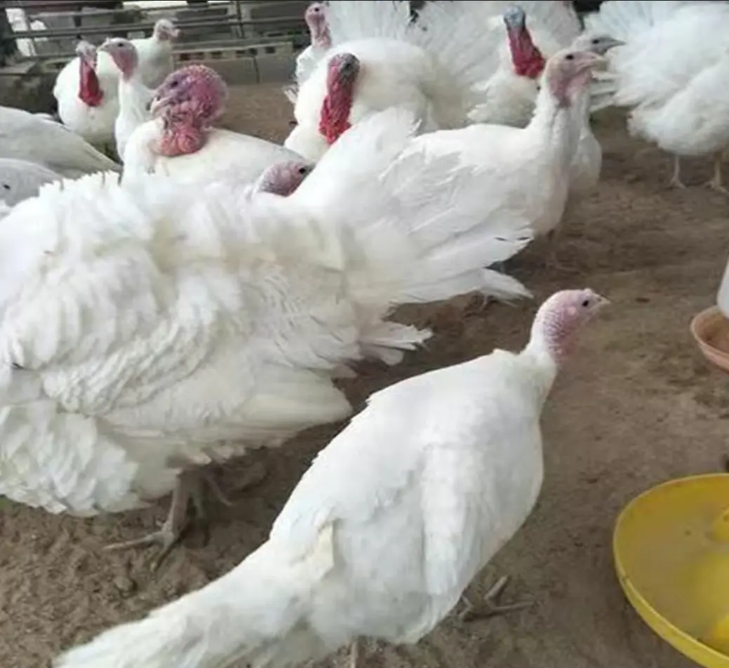 Dinde braisé de la ferme d'akékoi Levraifermier Levraifermier Dinde braisé de la ferme d'akékoi