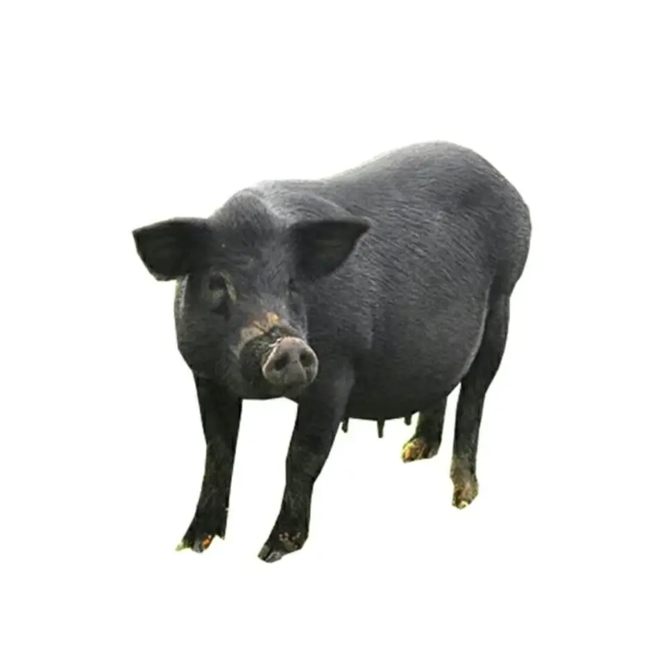 Porc élevage de la ferme d'akékoi Levraifermier Levraifermier Porc élevage de la ferme d'akékoi