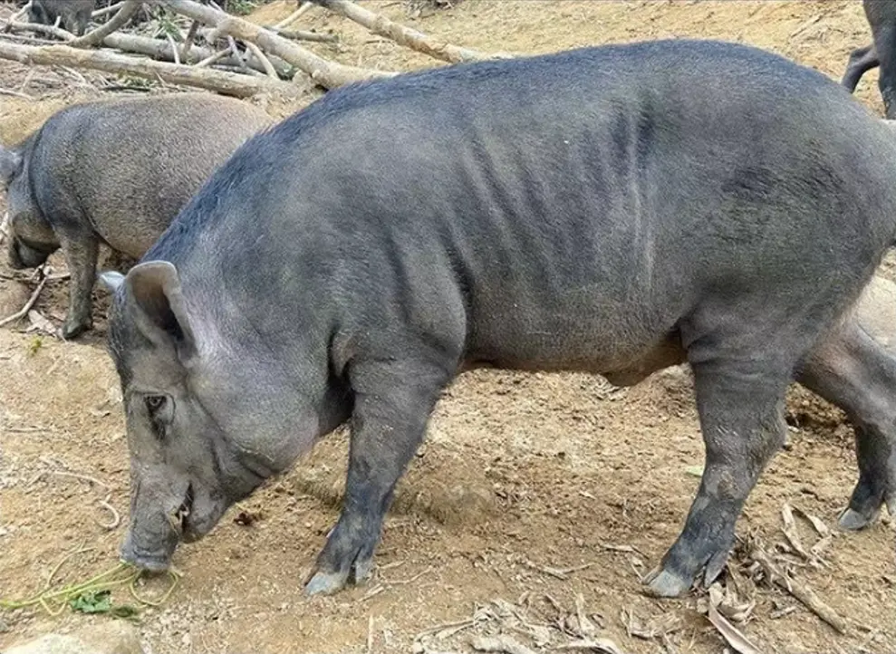 Porc élevage de la ferme d'akékoi Levraifermier Levraifermier Porc élevage de la ferme d'akékoi