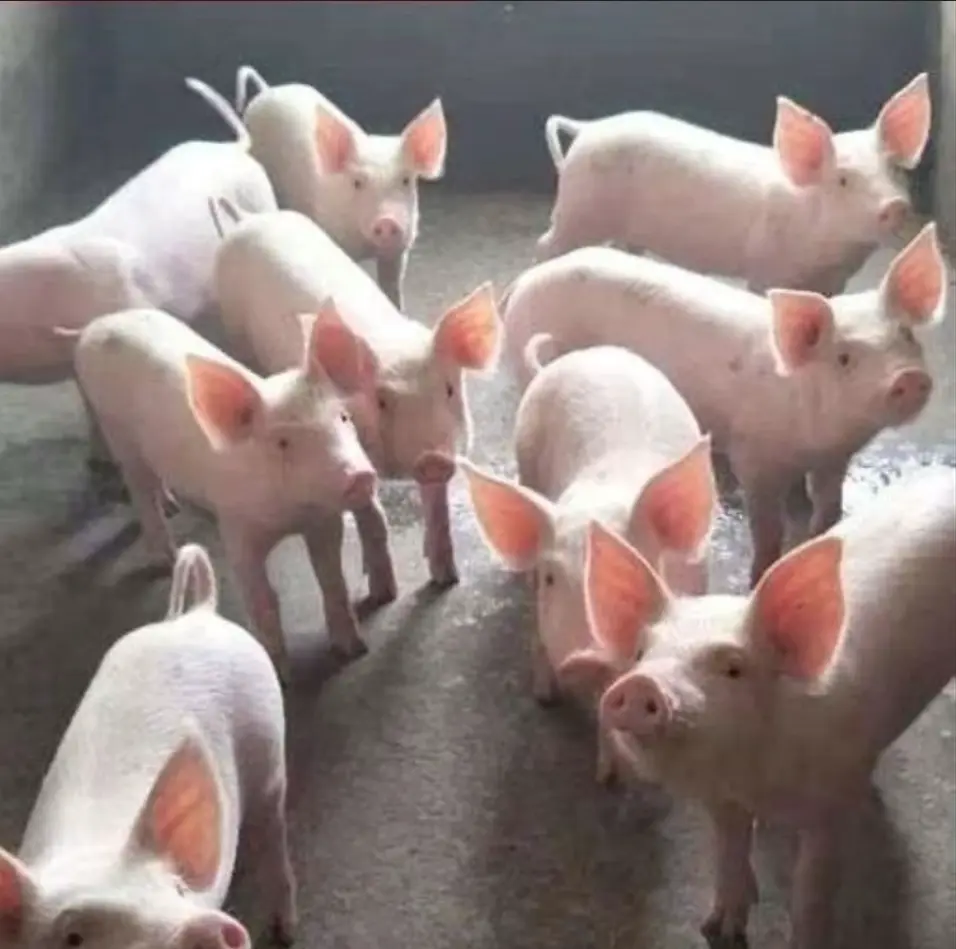 Levraifermier Porc braisé de la ferme d'akékoi
