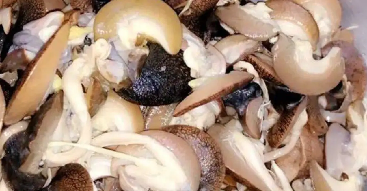 Levraifermier Escargot de la ferme d'akékoi