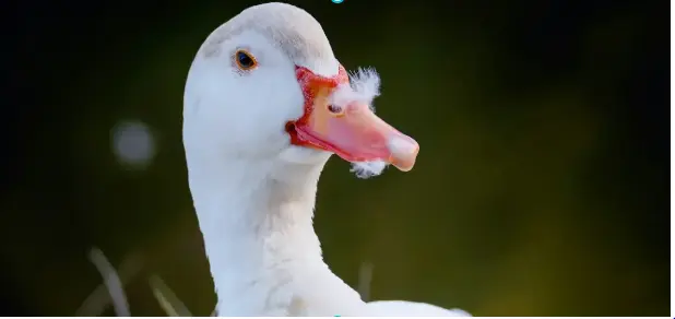Levraifermier canard braisé de la ferme d'akékoi