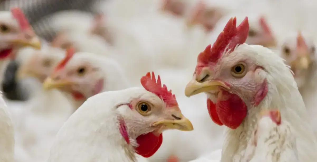 Levraifermier Poulet DE CHAIR  braisé de la ferme d'akékoi