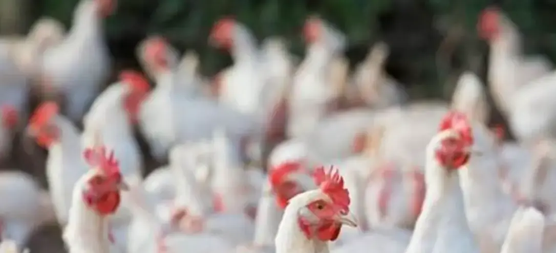 Levraifermier Poulet DE CHAIR  braisé de la ferme d'akékoi