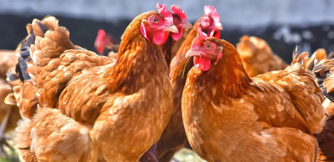 Levraifermier Poulet PONDEUSE braisé de la ferme d'akékoi