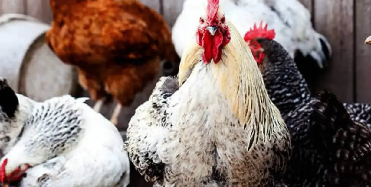 Levraifermier Poulet PONDEUSE  braisé de la ferme d'akékoi