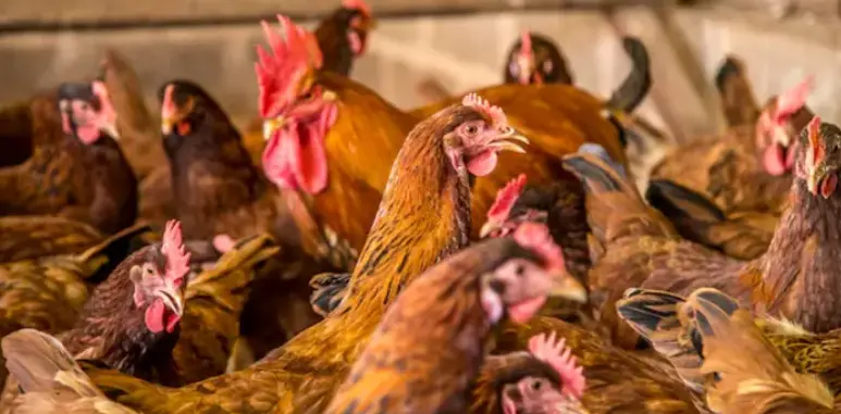 Levraifermier Poulet COQUELET braisé de la ferme d'akékoi