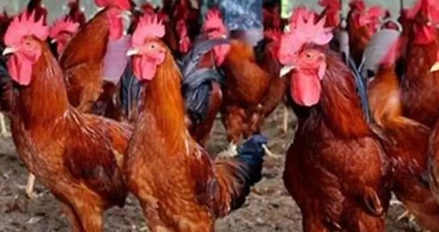 Levraifermier Poulet COQUELET braisé de la ferme d'akékoi