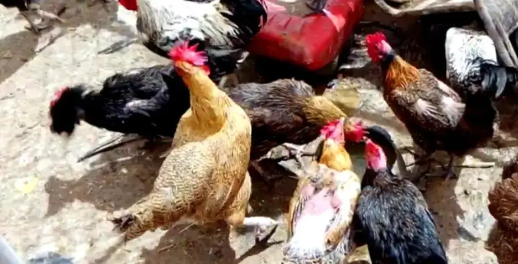 Levraifermier Poulet AFRICAIN braisé de la ferme d'akékoi