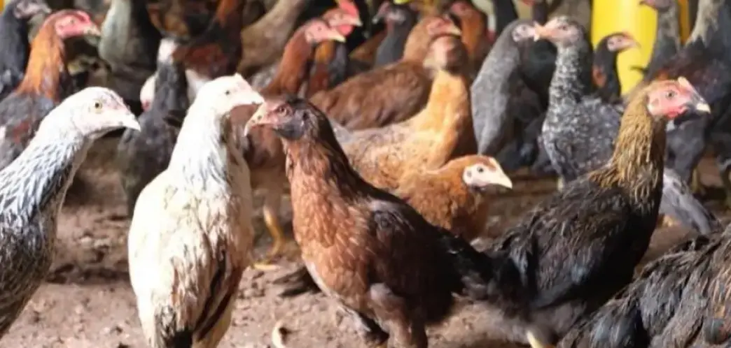 Levraifermier Poulet AFRICAIN braisé de la ferme d'akékoi