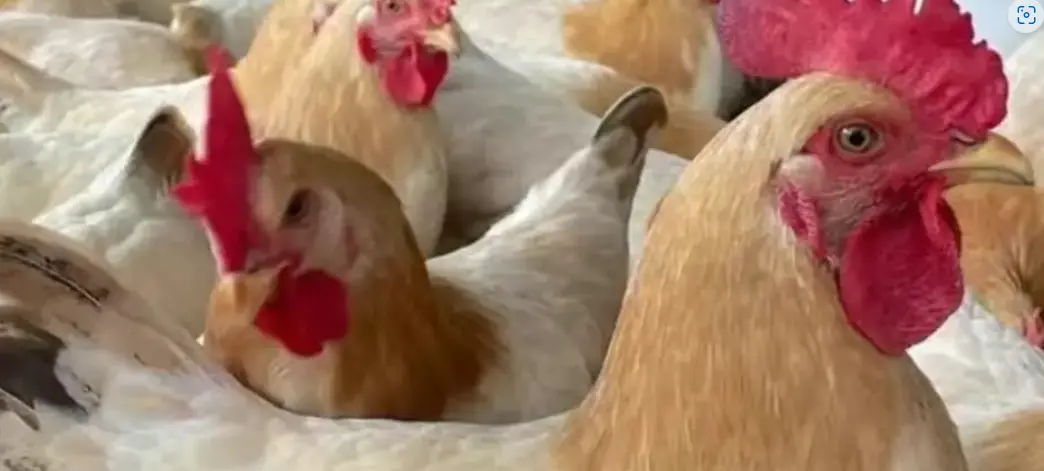 Levraifermier Poulet hybride braisé de la ferme d'akékoi
