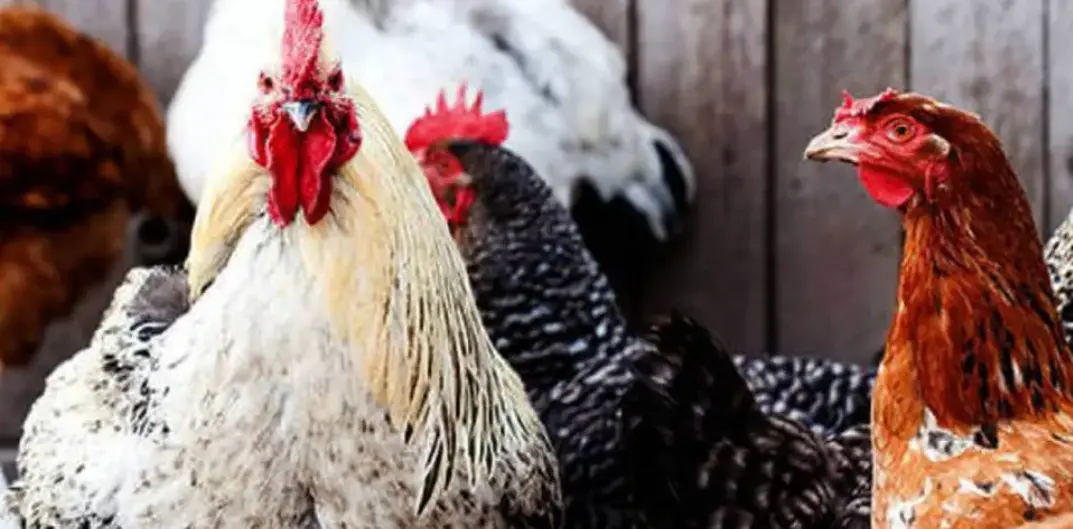 Levraifermier Poulet hybride braisé de la ferme d'akékoi