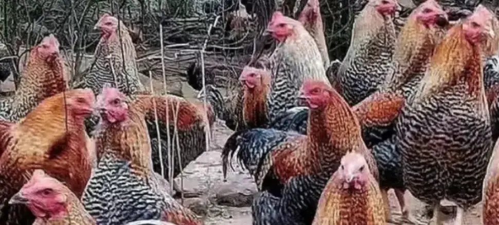Levraifermier Poulet hybride braisé de la ferme d'akékoi