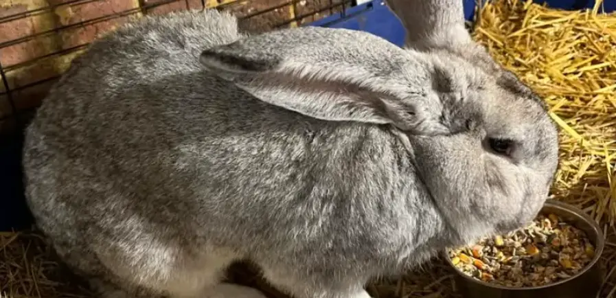 Levraifermier Lapin braisé de la ferme d'akékoi