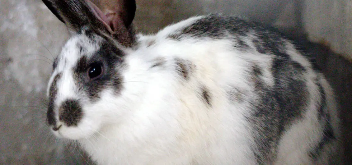 Levraifermier Lapin braisé de la ferme d'akékoi