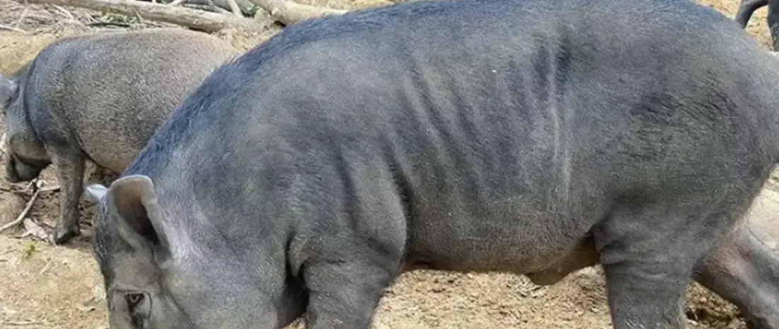 Porc braisé de la ferme d'akékoi Levraifermier