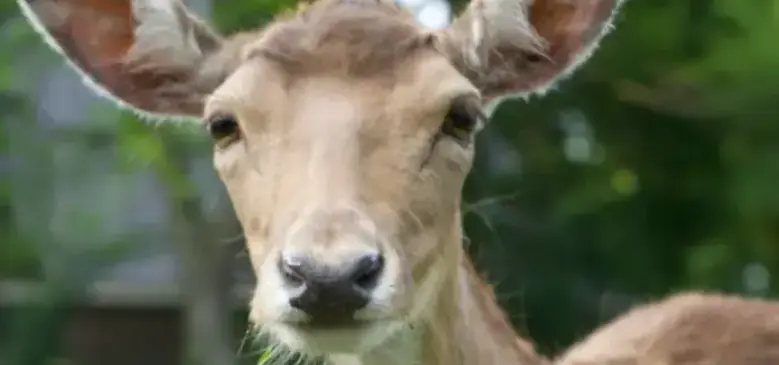 Levraifermier BICHE de la ferme d'akékoi