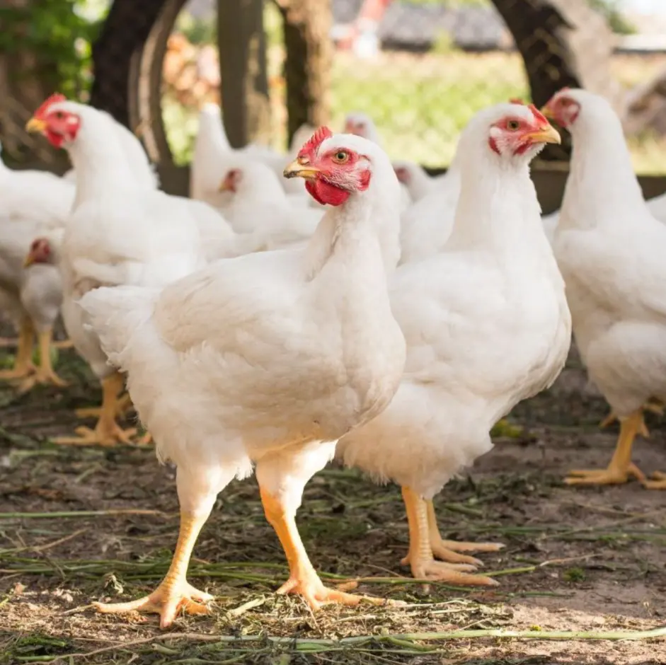 POULET DE CHAIR VIVANT