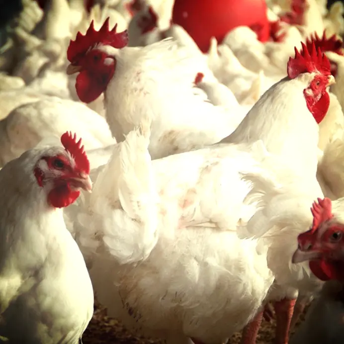 POULET TASSABA VIVANT