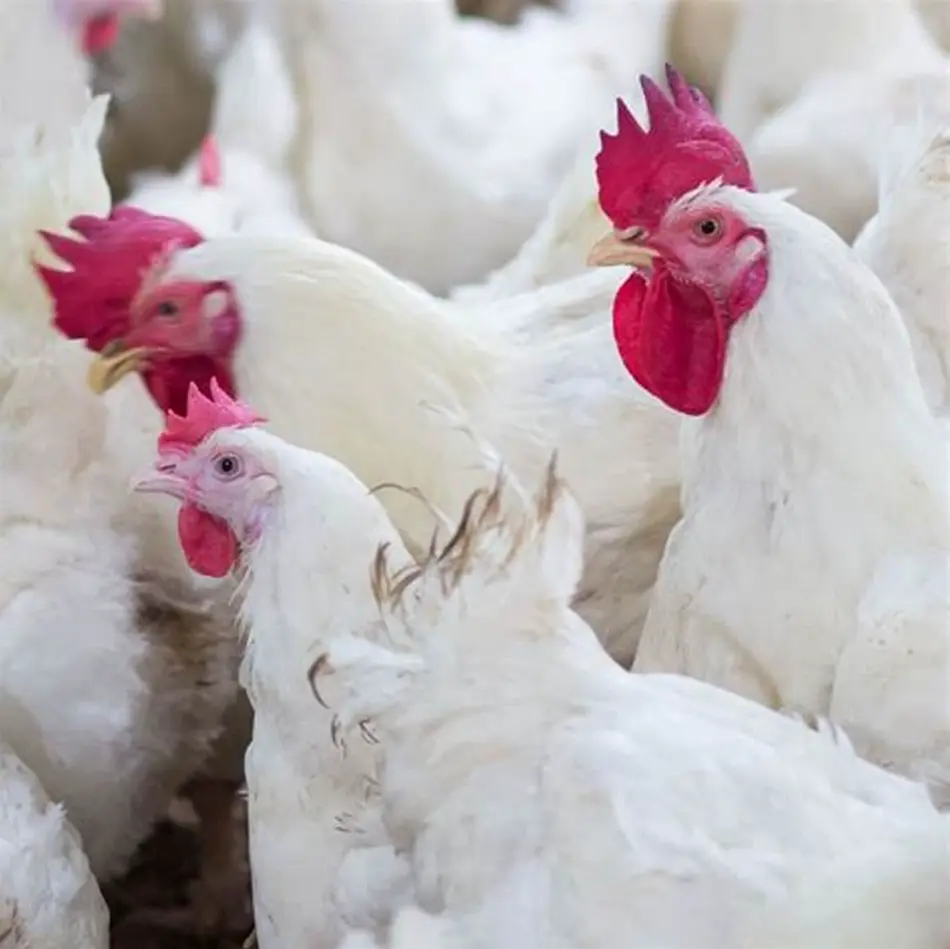 POULET TASSABA VIVANT