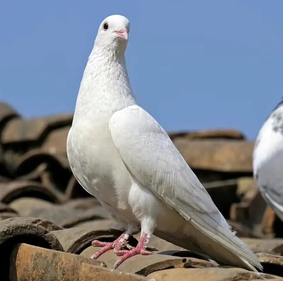PIGEON FERMIER VIVANT