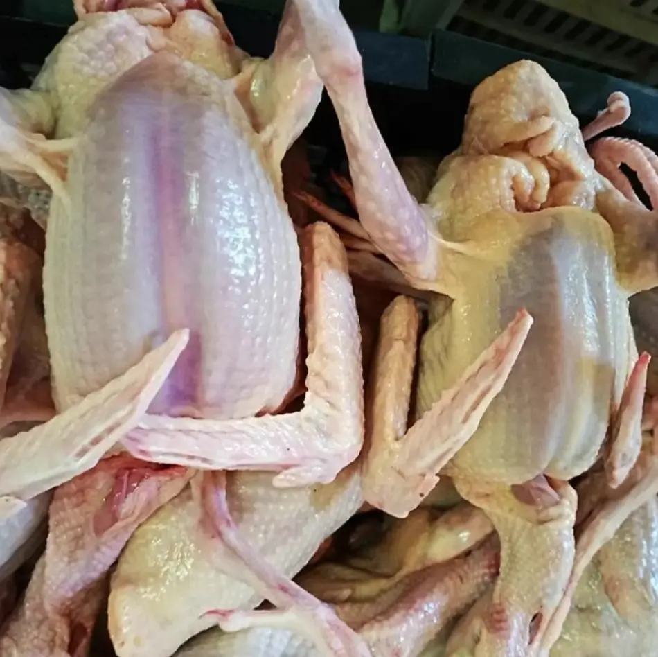 PIGEON FEMIER CRU