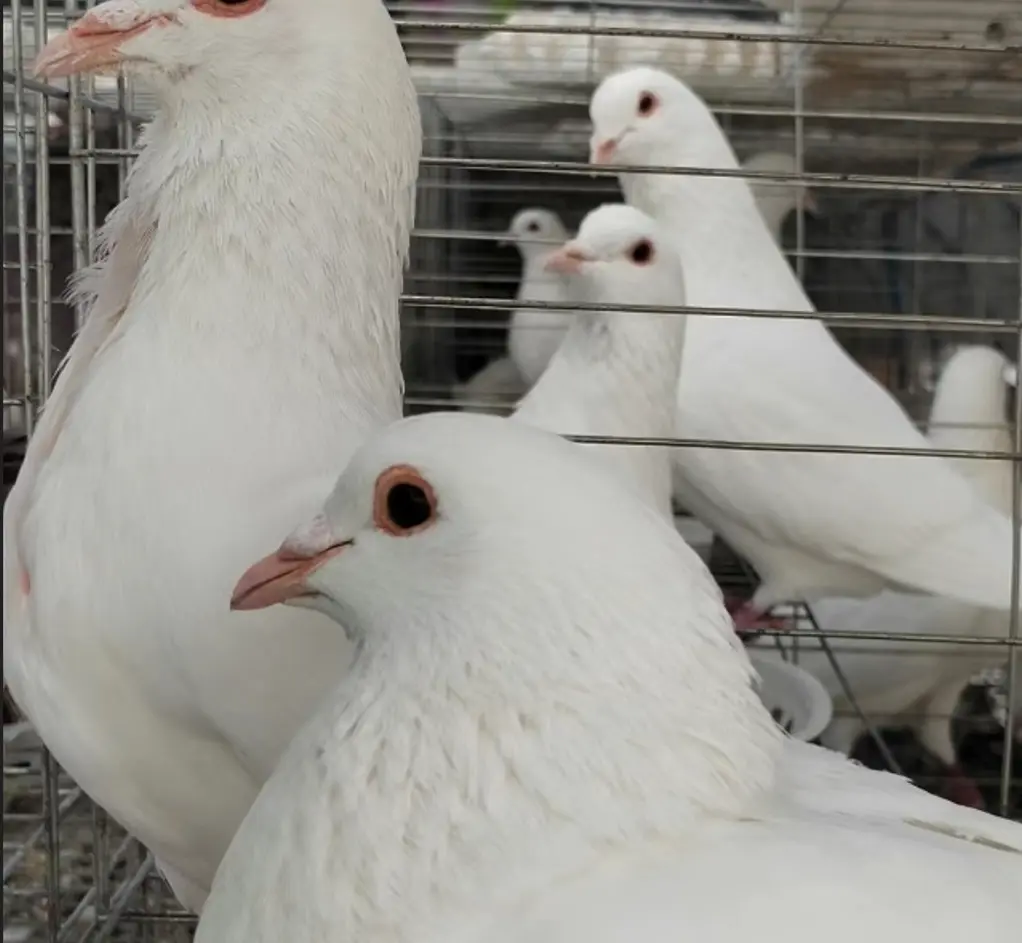 PIGEON FERMIER VIVANT