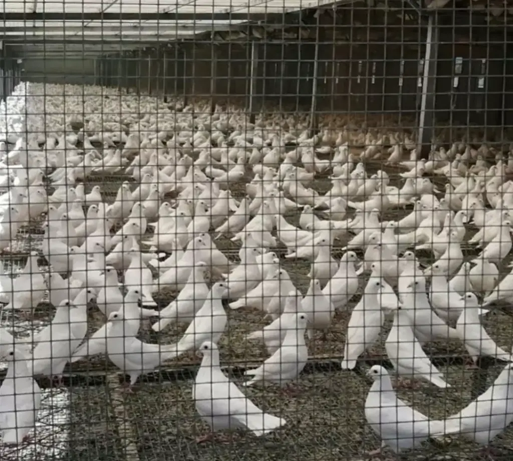 PIGEON FERMIER VIVANT