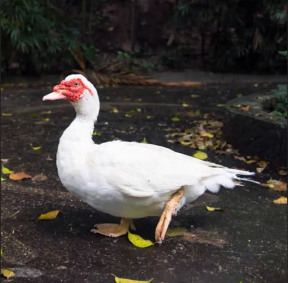 CANARD FERMIER VIVANT