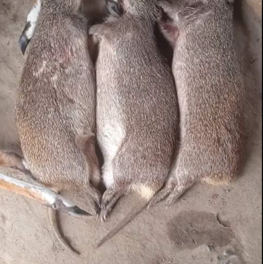 AGOUTI FERMIER CRU