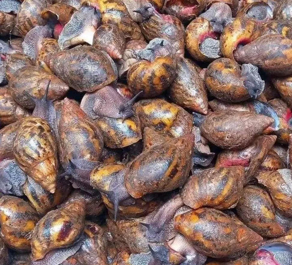 ESCARGO FERMIER CRU