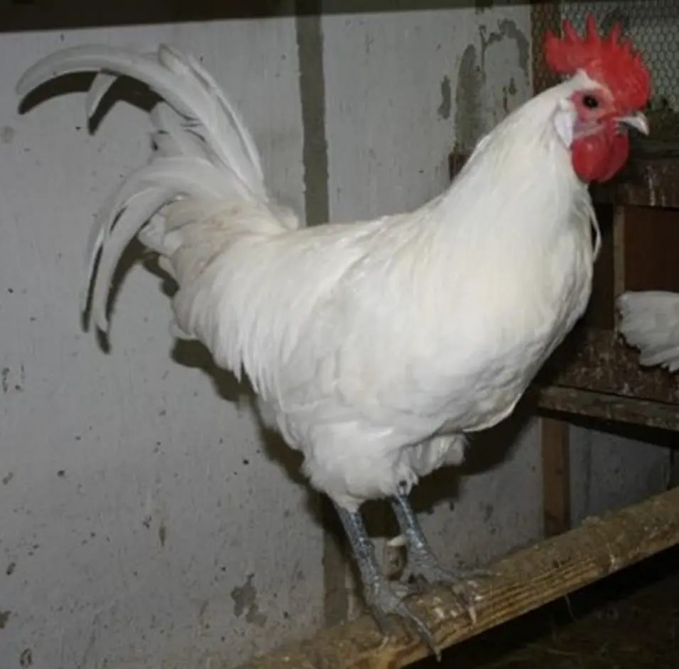 Poulet ferme d'Azopé