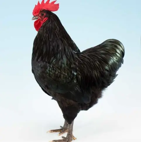 POULET COQUELET VIVANT