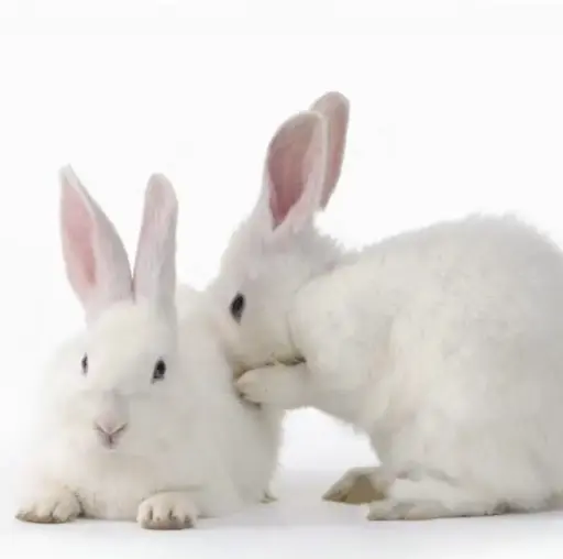 LAPIN FERMIER VIVANT