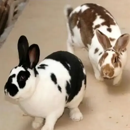 LAPIN FERMIER VIVANT