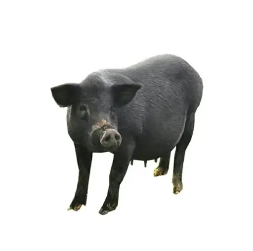 PORC FERMIER AFRICAIN VIVANT