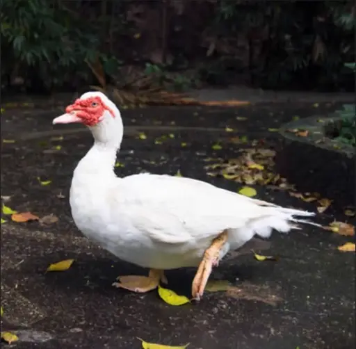 CANARD FERMIER VIVANT