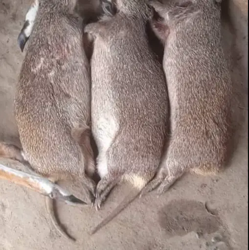 AGOUTI FERMIER CRU